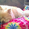 armchair, blanket, colorful, comfort, cozy, cream_color, cute, dog, domestic_animal, fluffy, fur, furniture, indoor, nap, peaceful, pet, relaxation, resting, sleeping, tie_dye_blanket