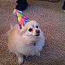 Macy joined the competition — help win amazing prizes! dog, party_hat, carpet, indoor, fluffy, small_dog, pet, looking_up, colorful, canine, celebration, home, footwear, pants, fur, animal, cute, waiting, companion, floor