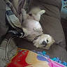 Macy is registered to the contest to win money with this photo: dog, pet, couch, blanket, upside_down, indoor, relaxed, fluffy, white_dog, fur, collar, home, living_room, comfort, cozy, animal, cute, resting, canine, furniture