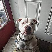 Odin joined the competition — help win amazing prizes! dog, white_dog, indoor, door, window, rain, pet, collar, floor, leash, looking_up, waiting, closeup, canine, house, quiet, curious, expression, animal, companion