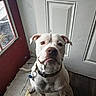 dog, white_dog, indoor, door, window, rain, pet, collar, floor, leash, looking_up, waiting, closeup, canine, house, quiet, curious, expression, animal, companion