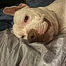 dog, white_dog, pet, lying_down, bed, sleepy, close_up, animal, domestic_animal, fur, ear, nose, resting, indoors, cozy, relaxed, face, canine, wrinkled_sheets, collar