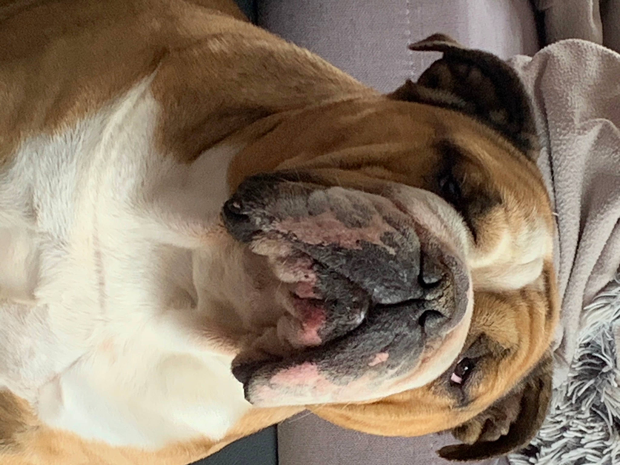 Julius a rejoint le concours — aidez-le/la à gagner de superbes lots ! british_bulldogs, bulldog, canidae, carnivore, companion_dog, dog, dog_breed, english_mastiff, fawn, fur, neapolitan_mastiff, non_sporting_group, old_english_bulldog, olde_english_bulldogge, pug, snout, wrinkle