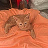 kitten, cat, ginger_cat, orange_fur, pet, animal, lying_down, blanket, bed, cozy, indoor, portrait, cute, ears, whiskers, paws, blue_eyes, relaxed, home, soft_lighting