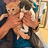 kittens, cats, orange_cat, black_and_white_cat, pets, animal, kitten, cute, fluffy, whiskers, paws, pink_nose, being_held, person, indoor, portrait, close_up, cozy, pet_photography, adorable