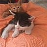 kittens, cats, black_and_white_cat, orange_cat, feline, pets, animals, cute, adorable, sitting, lying_down, blanket, orange_blanket, bed, bedroom, whiskers, ears, paws, cozy, indoor