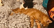 Charlie Et Maya a rejoint le concours — aidez-le/la à gagner de superbes lots ! cat, kittens, orange_tabby, black_and_white_cat, sleeping, cuddling, cute, furry, pet_bed, shaggy_blanket, indoors, cozy, relaxed, resting, animal, kitten, home, warm_lighting, cluttered_background, photograph