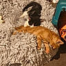 cat, kittens, orange_tabby, black_and_white_cat, sleeping, cuddling, cute, furry, pet_bed, shaggy_blanket, indoors, cozy, relaxed, resting, animal, kitten, home, warm_lighting, cluttered_background, photograph