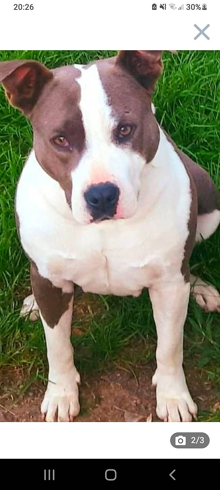 Fiona a rejoint le concours — aidez-le/la à gagner de superbes lots ! ancient_dog_breeds, carnivore, collar, companion_dog, dog, dog_breed, dog_collar, fawn, fur, grass, non_sporting_group, plant, sporting_group, whiskers, working_animal, working_dog