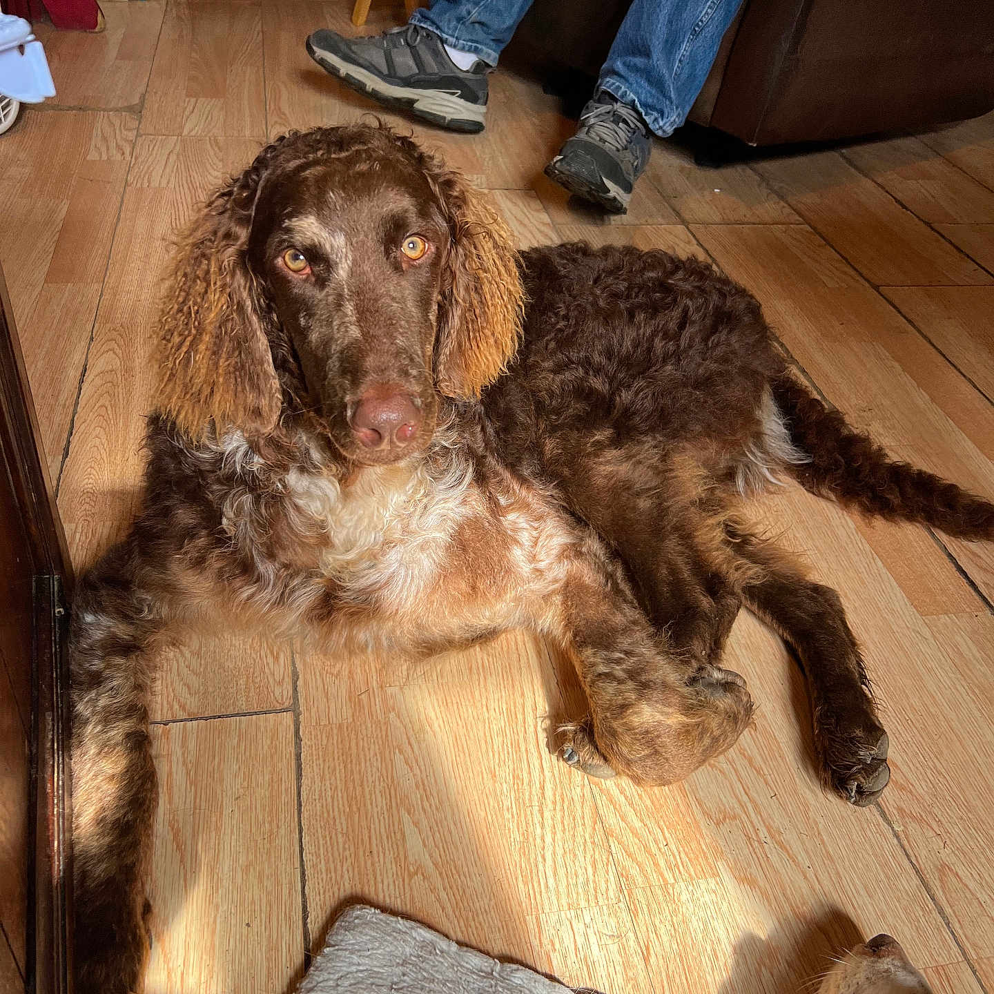 Flynn is registered to the contest to win money with this photo: animal, brown_dog, canine, carpet, casual, companion, curly_coat, dog, flooring, furniture, home, indoor, jeans, lying_down, pet, relaxed, shadow, shoes, sunlight, wooden_floor