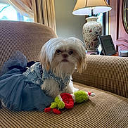 Luna Rose is registered to the contest to win money with this photo: animal, blue_dress, couch, cozy, curtains, cute, decor, dog, dress, fluffy, furniture, grinch_toy, indoor, lamp, living_room, pet, small_dog, toy, white_dog, window