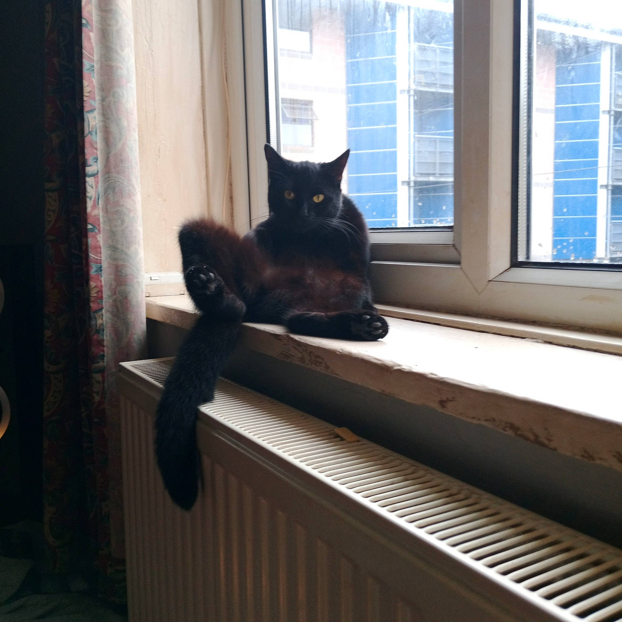 Fidget joined the competition — help win amazing prizes! black_cat, carnivore, cat, comfort, felidae, fixture, hardwood, interior_design, light, line, plant, small_to_medium_sized_cats, tail, tints_and_shades, whiskers, window, window_blind, window_covering, window_treatment, wood