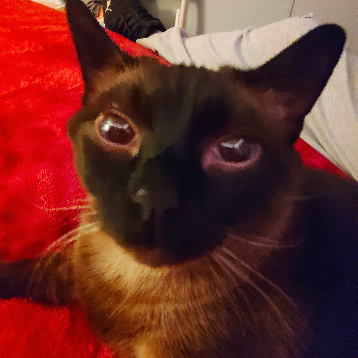 Bub joined the competition — help win amazing prizes! animal, blanket, cat, chair, close_up, cozy, ears, eyes, feline, fur, home, indoor, person, pet, puma, red, relaxing, shoe, siamese_cat, whiskers