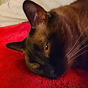 Bub joined the competition — help win amazing prizes! cat, siamese_cat, close_up, pet, animal, fur, whiskers, relaxed, lying_down, red_blanket, soft_texture, cozy, indoor, bedroom, sleepy, ears, face, portrait, domestic_animal, feline