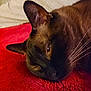 cat, siamese_cat, close_up, pet, animal, fur, whiskers, relaxed, lying_down, red_blanket, soft_texture, cozy, indoor, bedroom, sleepy, ears, face, portrait, domestic_animal, feline