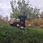 Vicky a rejoint le concours — aidez-le/la à gagner de superbes lots ! dog, black_dog, grass, tree, toy, outdoor, nature, pet, animal, tongue_out, playful, happy, cloudy_sky, leafy_tree, hill, greenery, summer, canine, park, resting