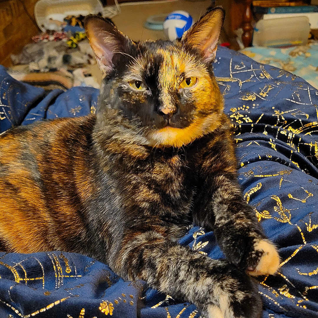 Autumn Marie joined the competition — help win amazing prizes! animal, blanket, blue, carpet, cat, comfort, cozy, feline, fur, gold, home, indoor, living_room, pattern, pet, relaxed, resting, tortoiseshell, toy, whiskers
