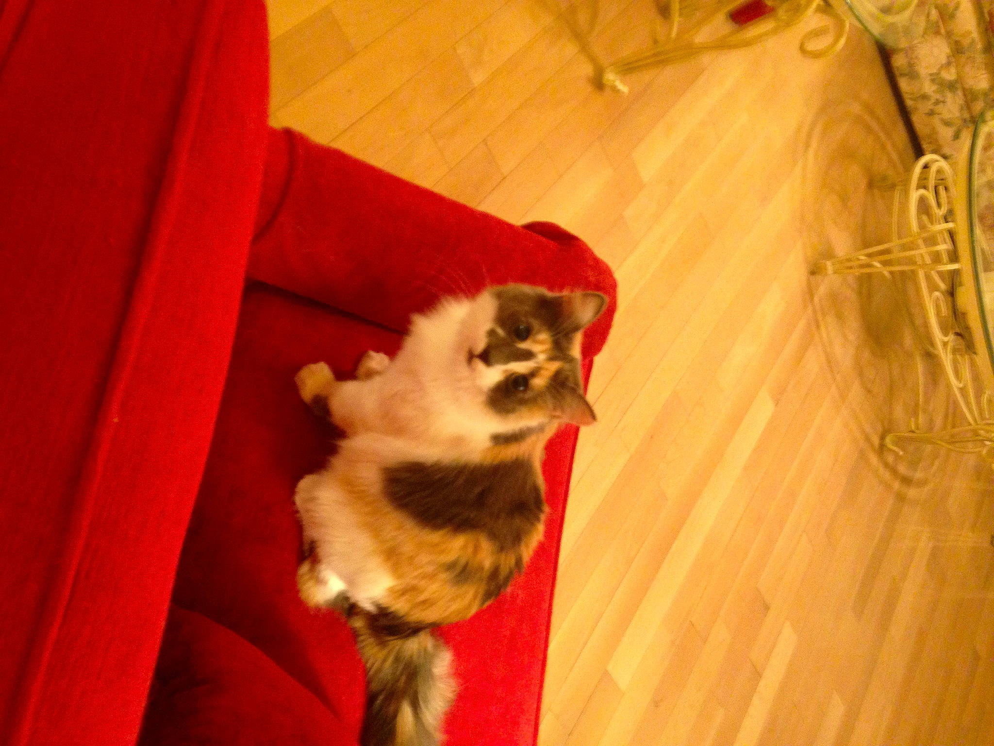 Snuggie is registered to the contest to win money with this photo: balinese, carnivore, cat, chair, comfort, companion_dog, couch, dog_breed, fawn, felidae, floor, flooring, fur, hardwood, paw, small_to_medium_sized_cats, sporting_group, tail, whiskers, wood