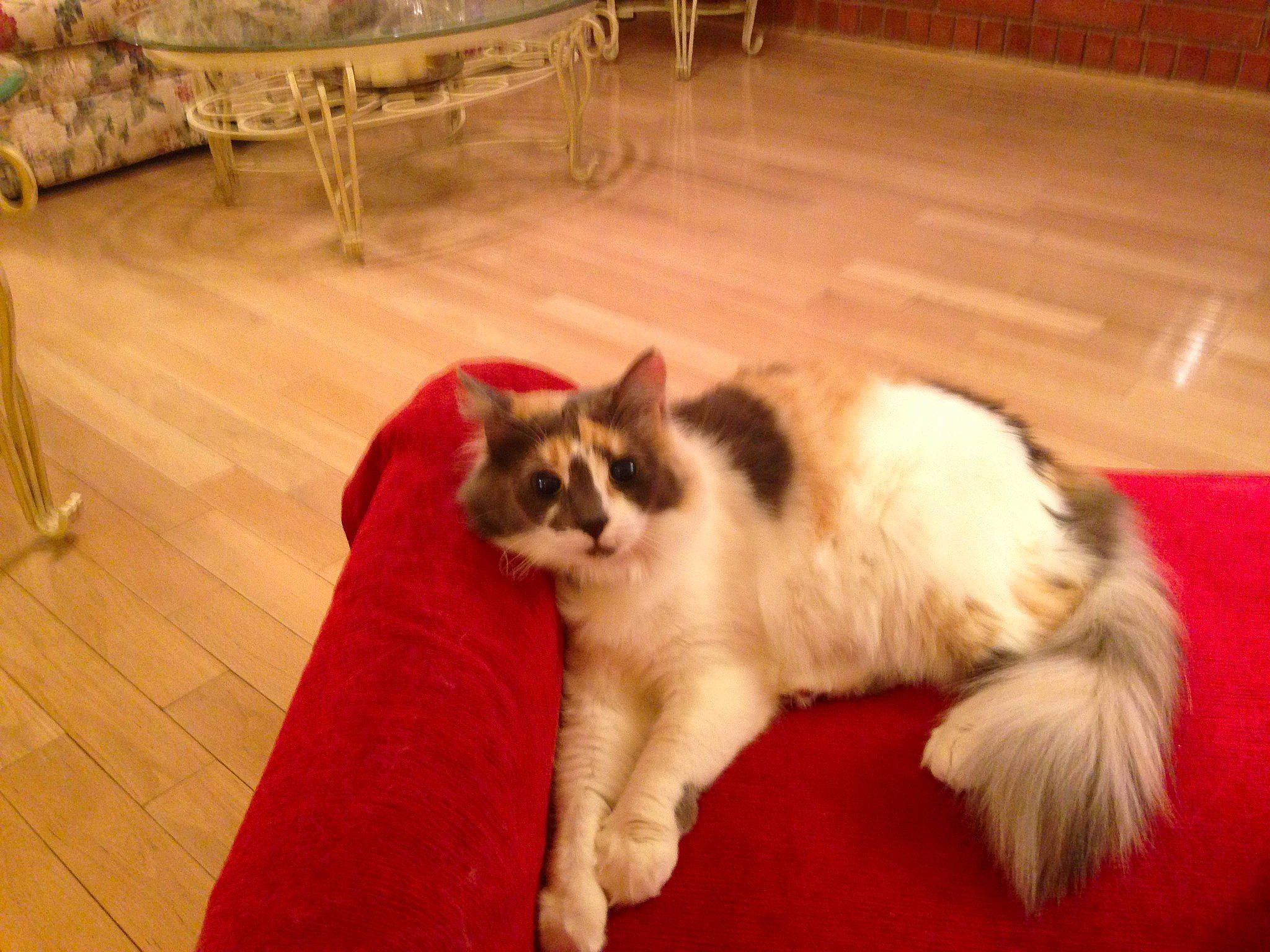 Snuggie is registered to the contest to win money with this photo: carnivore, cat, chair, comfort, companion_dog, dog_breed, event, felidae, floor, flooring, fur, hardwood, laminate_flooring, small_to_medium_sized_cats, snout, tail, whiskers, wood, wood_flooring, wood_stain