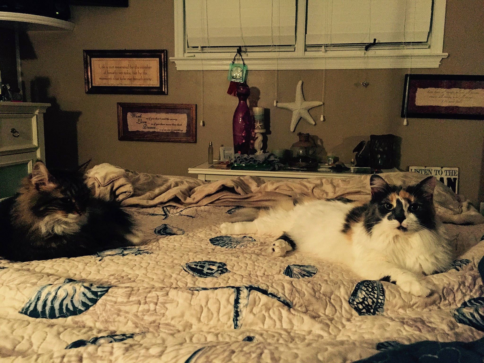 Snuggie is registered to the contest to win money with this photo: art, bed_frame, black, cabinetry, comfort, felidae, floor, flooring, grey, hardwood, home_appliance, interior_design, lamp, lighting, linens, living_room, picture_frame, textile, window, wood