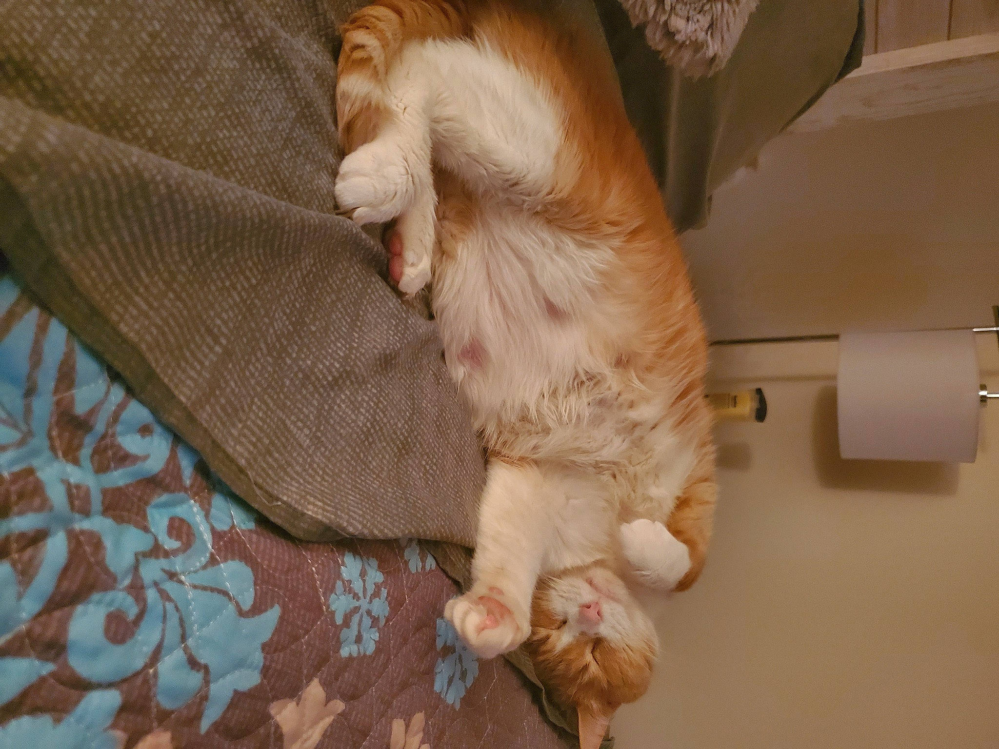 Theo joined the competition — help win amazing prizes! carnivore, cat, claw, comfort, companion_dog, dog_breed, domestic_short_haired_cat, fawn, felidae, flooring, fur, hardwood, paper_towel, paper_towel_holder, paw, small_to_medium_sized_cats, snout, tail, whiskers, wood