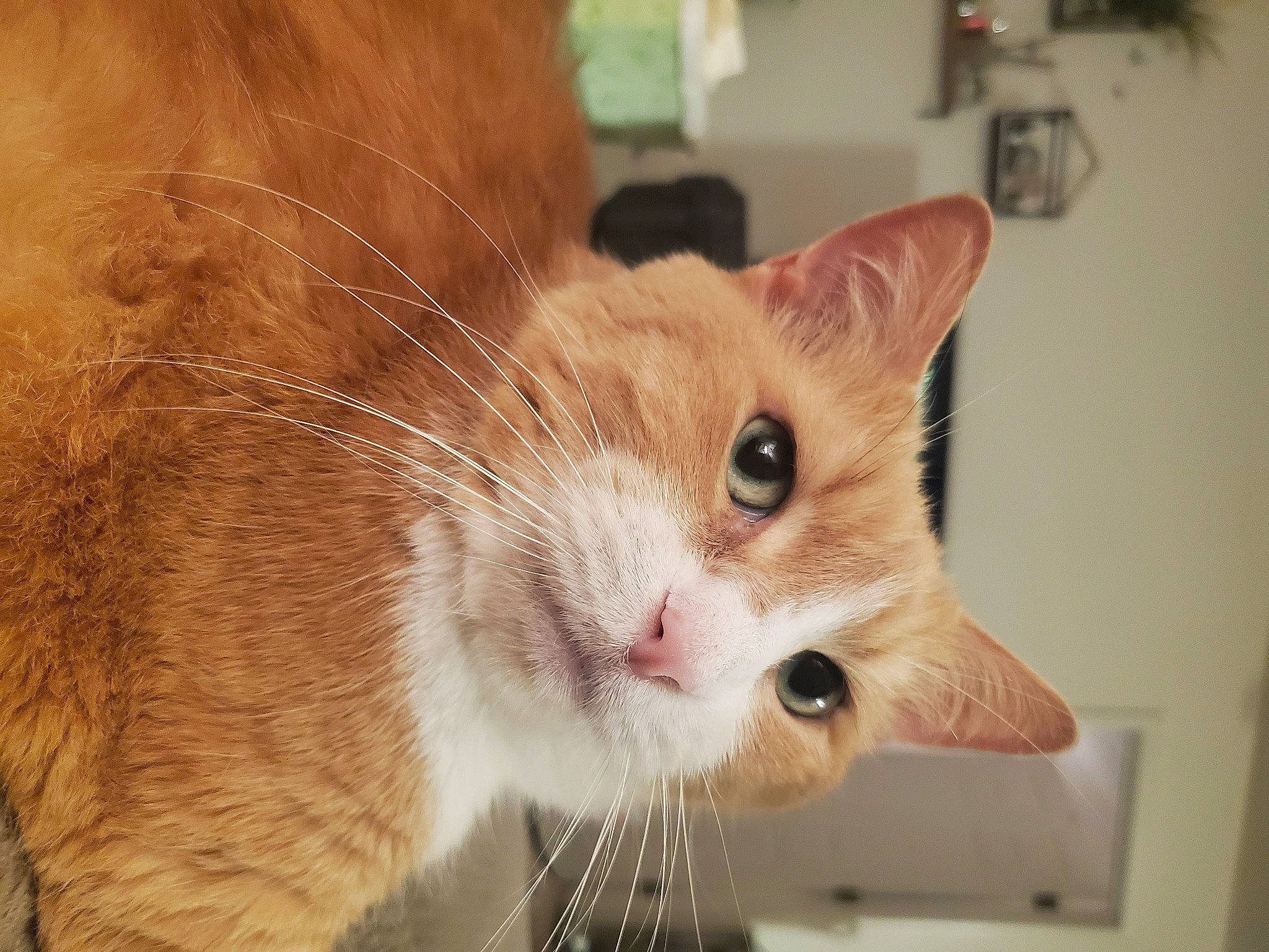 Theo is registered to the contest to win money with this photo: carnivore, cat, claw, close_up, collar, domestic_short_haired_cat, ear, eye, fawn, felidae, fur, kitchen_appliance, paw, pet_supply, small_to_medium_sized_cats, snout, tail, whiskers, window, wood