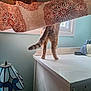 Romeo joined the competition — help win amazing prizes! cat, curtain, legs, tail, dresser, window, lamp, stained_glass, vintage, indoor, furniture, pet, playful, partial_view, home, decor, light, blue_wall, white, cozy