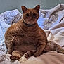 cat, orange_tabby, pet, indoor, bed, blanket, fur, animal, cute, sitting, relaxed, feline, collar, comfort, home, mammal, whiskers, paws, resting, plush