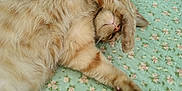 Romeo is registered to the contest to win money with this photo: cat, orange_cat, fluffy, sleeping, paw, bed, quilt, floral_pattern, remote_control, resting, cute, pet, indoor, feline, relaxed, cozy, animal, mammal, domestic, lying_down
