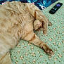 cat, orange_cat, fluffy, sleeping, paw, bed, quilt, floral_pattern, remote_control, resting, cute, pet, indoor, feline, relaxed, cozy, animal, mammal, domestic, lying_down