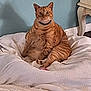 Romeo is registered to the contest to win money with this photo: cat, orange_tabby, pet, indoor, blanket, furniture, cozy, relaxed, sitting, home, cute, domestic_cat, fur, whiskers, ears, tail, floor, wall, collar, comfort
