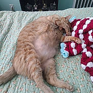 Romeo is registered to the contest to win money with this photo: cat, orange_tabby, sleeping, bed, blanket, crocheted_blanket, fluffy, paw, indoor, furniture, radiator, bottle, shelf, cozy, pet, resting, floral_pattern, home, relaxed, cute