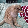cat, orange_tabby, sleeping, bed, blanket, crocheted_blanket, fluffy, paw, indoor, furniture, radiator, bottle, shelf, cozy, pet, resting, floral_pattern, home, relaxed, cute