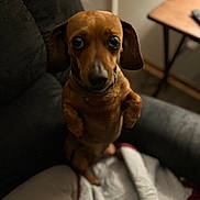 Dixie is registered to the contest to win money with this photo: animal, blanket, brown_dog, canine, companion, couch, cozy, cute, dog, domestic_animal, ears, fur, furniture, indoor, living_room, looking_at_camera, pet, portrait, sitting, small_dog