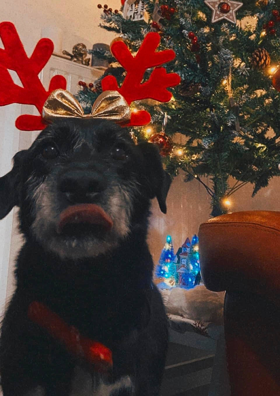 Calou participe au concours pour gagner de l'argent avec cette photo : carnivore, christmas, christmas_decoration, christmas_ornament, christmas_tree, companion_dog, dog, dog_breed, electric_blue, event, fawn, fun, fur, holiday, holiday_ornament, ornament, snout, tree, winter, working_animal