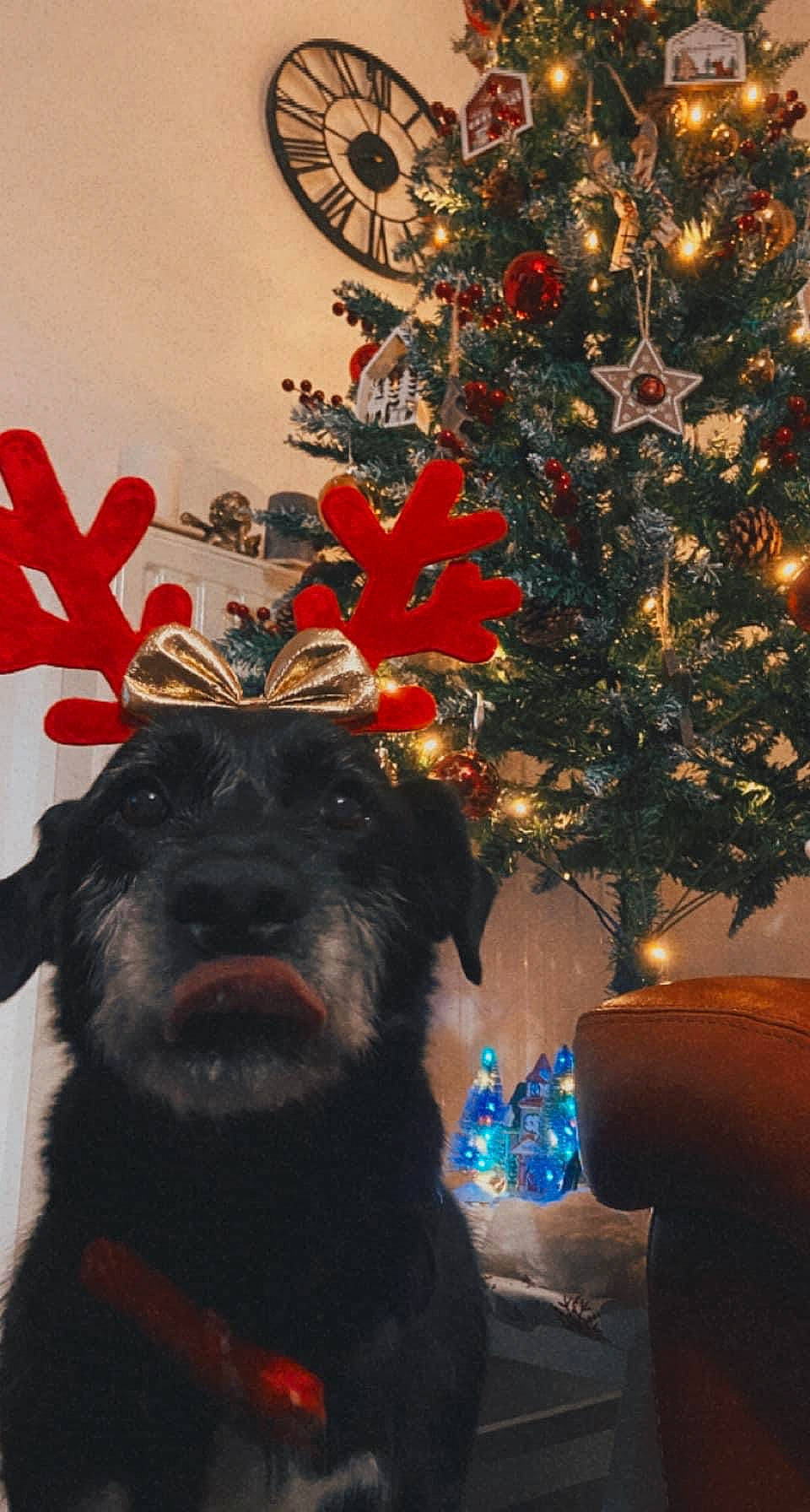 Calou participe au concours pour gagner de l'argent avec cette photo : black, carnivore, christmas, christmas_decoration, christmas_ornament, christmas_tree, dog, event, fawn, happy, holiday, holiday_ornament, light, ornament, red, reindeer, tree, twig, window, working_animal