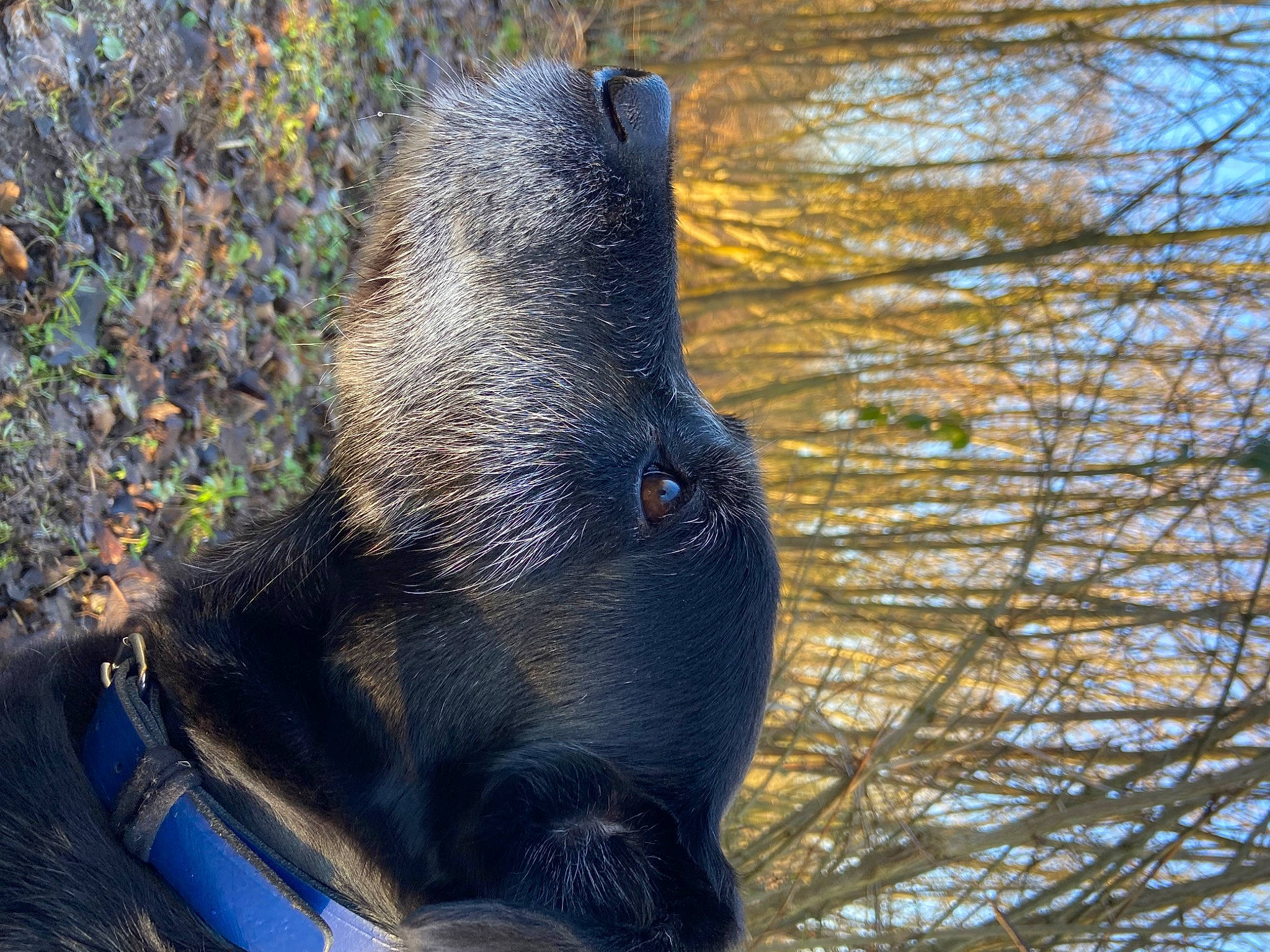 Calou a rejoint le concours — aidez-le/la à gagner de superbes lots ! canidae, carnivore, dog_breed, electric_blue, fawn, fur, grass, livestock, paw, plant, sky, snout, sporting_group, terrestrial_animal, tree, twig, whiskers, wildlife, working_animal, wrinkle