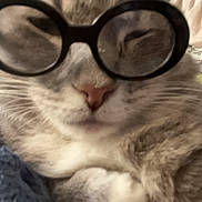 Cindy joined the competition — help win amazing prizes! cat, glasses, close_up, pet, feline, resting, blanket, indoor, fur, whiskers, cute, domestic_animal, cozy, animal, face, wearing, person, comfort, relaxed, eyewear