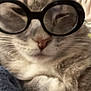 cat, glasses, close_up, pet, feline, resting, blanket, indoor, fur, whiskers, cute, domestic_animal, cozy, animal, face, wearing, person, comfort, relaxed, eyewear