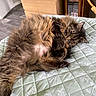 Zoya joined the competition — help win amazing prizes! animal, bedroom, bedspread, cat, cozy, cute, domestic_cat, floral_pattern, fluffy, furniture, indoor, long_hair, lounging, pet, quilted, relaxed, resting, sleepy, tabby, wooden