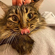 Zoya is registered to the contest to win money with this photo: adorable, animal, cat, closeup, cute, domestic_animal, expression, face, feline, fluffy, fur, hand, indoor, mammal, pet, playful, tabby, tongue_out, whiskers, wide_eyes