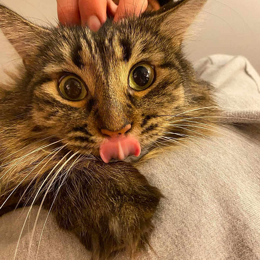 Zoya is registered to the contest to win money with this photo: adorable, animal, cat, closeup, cute, domestic_animal, expression, face, feline, fluffy, fur, hand, indoor, mammal, pet, playful, tabby, tongue_out, whiskers, wide_eyes