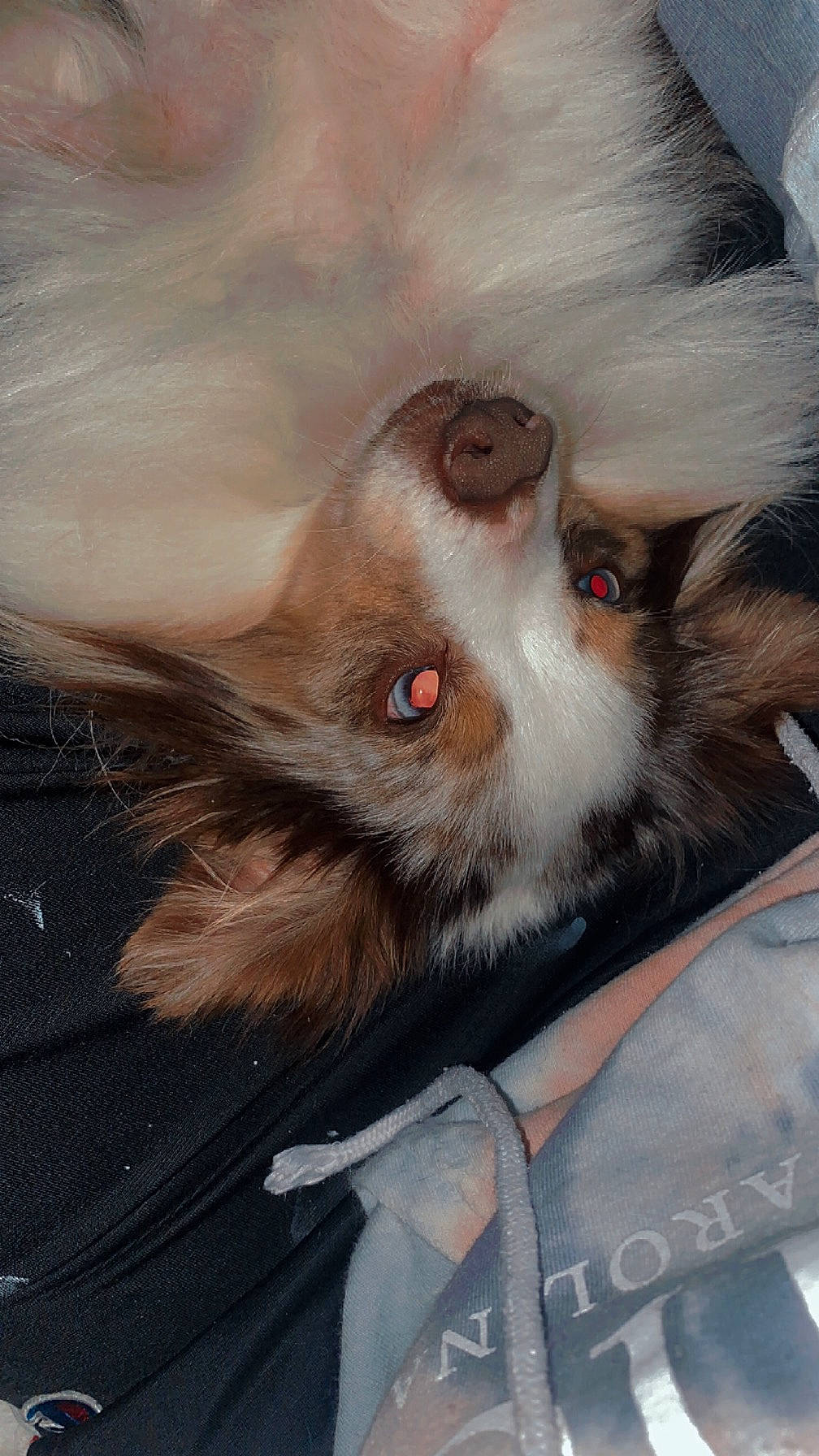 Timber joined the competition — help win amazing prizes! canidae, carnivore, companion_dog, dog, dog_breed, ear, eyelash, feather, felidae, fur, grey, jaw, liver, paw, small_to_medium_sized_cats, snout, sporting_group, toy_dog, whiskers, working_animal