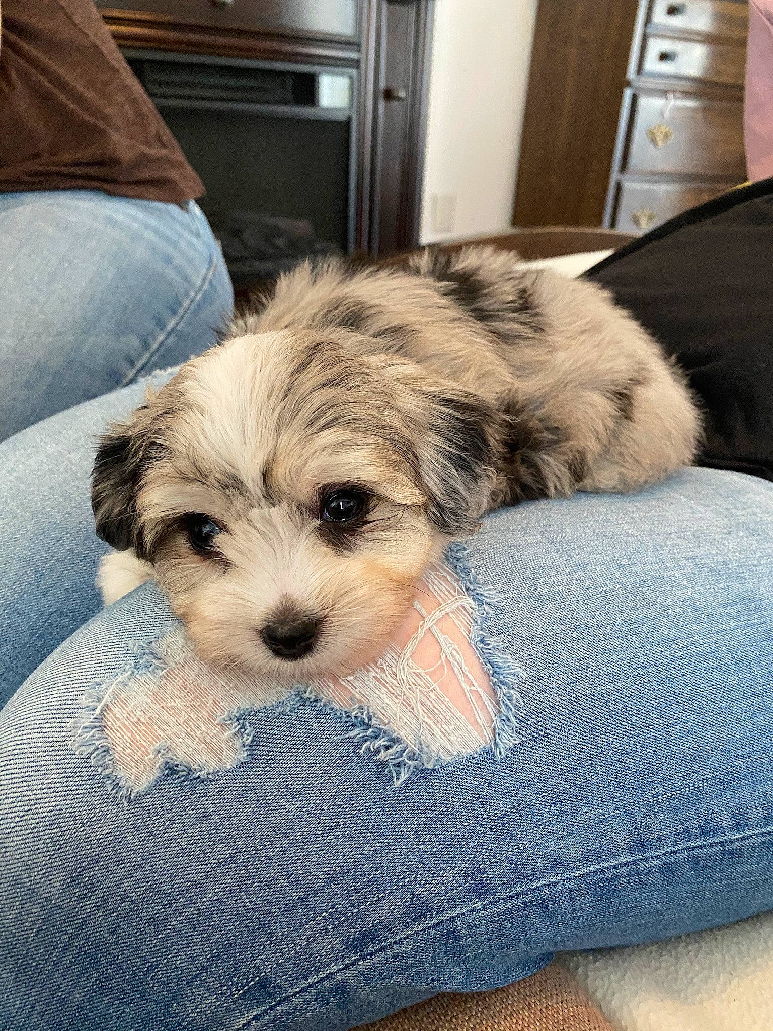 Luna joined the competition — help win amazing prizes! canidae, carnivore, cavachon, companion_dog, coton_de_tulear, dog, dog_breed, havanese, kyi_leo, lhasa_apso, mal_shi, maltepoo, mammal, morkie, puppy, schnoodle, shih_tzu, sporting_lucas_terrier, tibetan_terrier, vertebrate