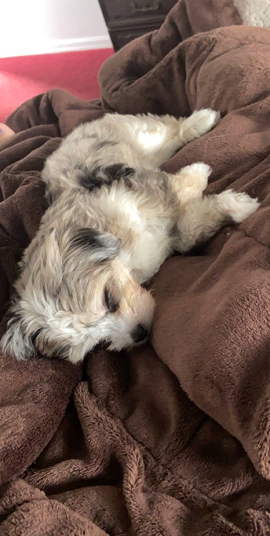 Luna joined the competition — help win amazing prizes! bolonka, canidae, carnivore, cavachon, cockapoo, companion_dog, dog, dog_breed, havanese, kyi_leo, maltepoo, maltese, mammal, morkie, puppy, puppy_love, schnoodle, shih_tzu, tibetan_terrier, toy_dog