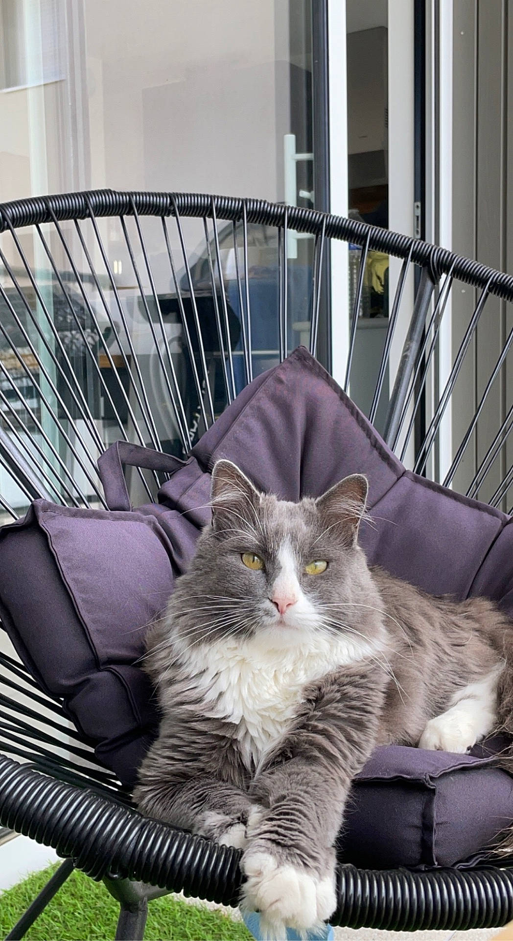 Blu a rejoint le concours — aidez-le/la à gagner de superbes lots ! animal, architecture, armchair, building, cat, chair, couch, cushion, face, furniture, head, homedecor, housing, indoors, kitten, livingroom, person, pet, photography, room