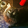cat, black_cat, pet, animal, fur, whiskers, eyes, indoor, carpet, tape, red_object, curious, feline, closeup, fluffy, domestic_animal, yellow_eyes, portrait, light, shadow