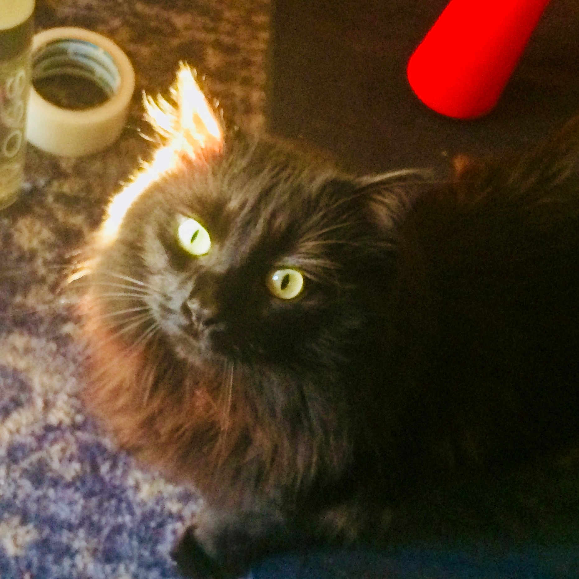 Salem joined the competition — help win amazing prizes! cat, black_cat, pet, animal, fur, whiskers, eyes, indoor, carpet, tape, red_object, curious, feline, closeup, fluffy, domestic_animal, yellow_eyes, portrait, light, shadow
