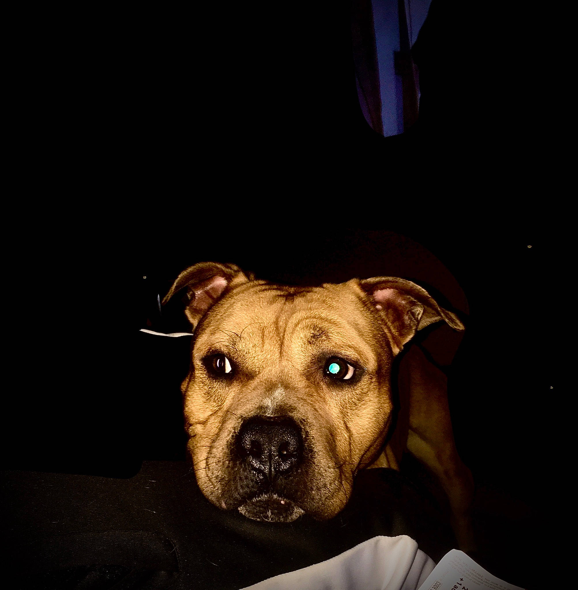 Tank a rejoint le concours — aidez-le/la à gagner de superbes lots ! american_pit_bull_terrier, american_staffordshire_terrier, canidae, carnivore, companion_dog, dog, dog_breed, ear, fawn, mammal, molosser, night, non_sporting_group, nose, pit_bull, puppy, snout, staffordshire_bull_terrier