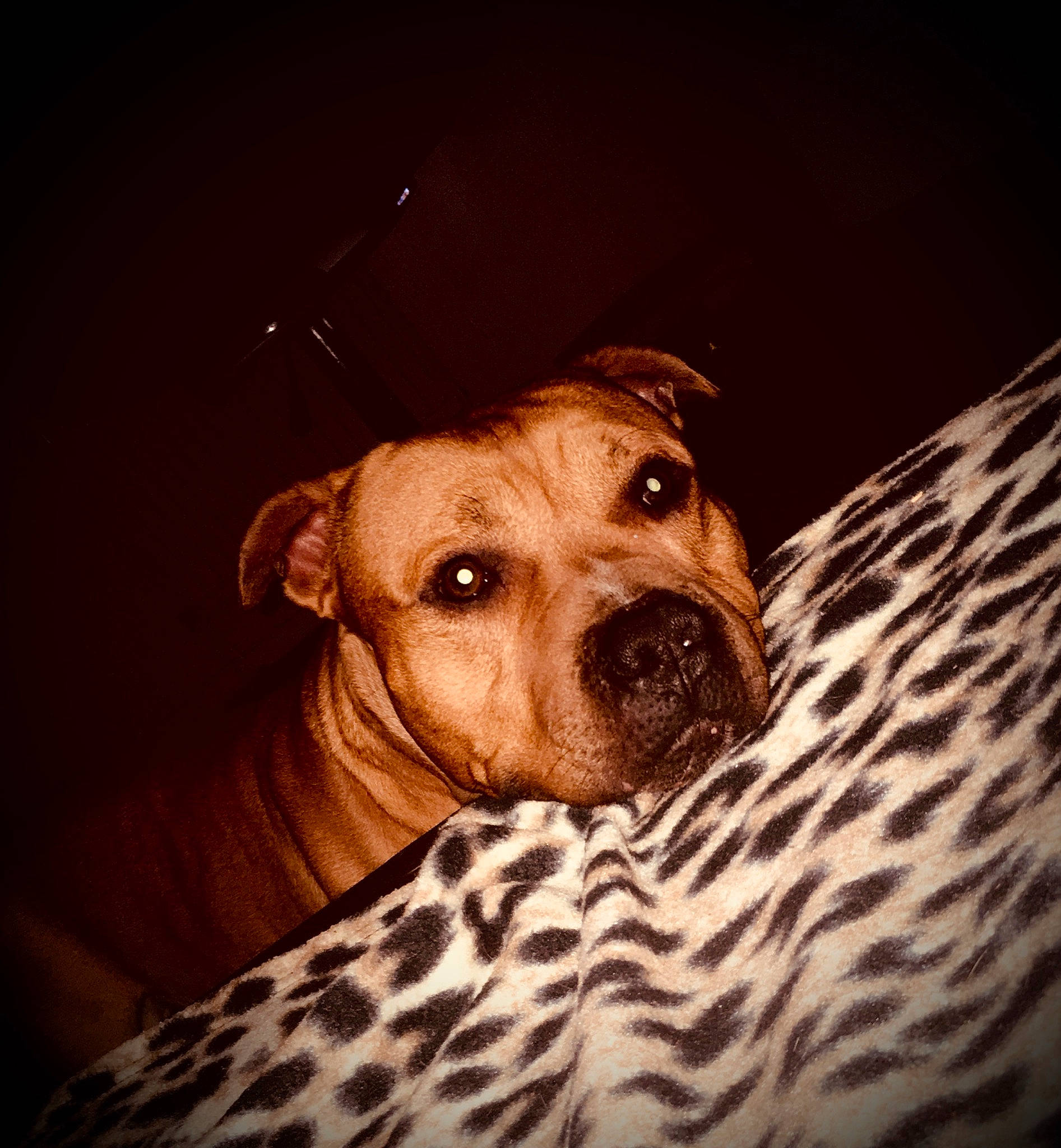 Tank participe au concours pour gagner de l'argent avec cette photo : american_pit_bull_terrier, canidae, carnivore, companion_dog, dog, dog_breed, ear, eye, fawn, mammal, non_sporting_group, nose, pit_bull, puppy, snout, whiskers